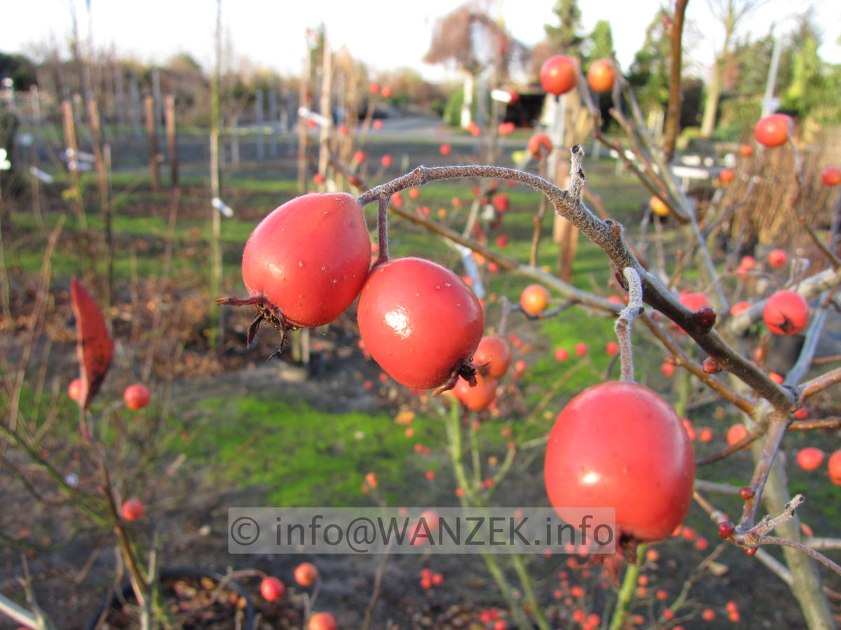 Crataegus Carrierei - Beerenmacro.JPG